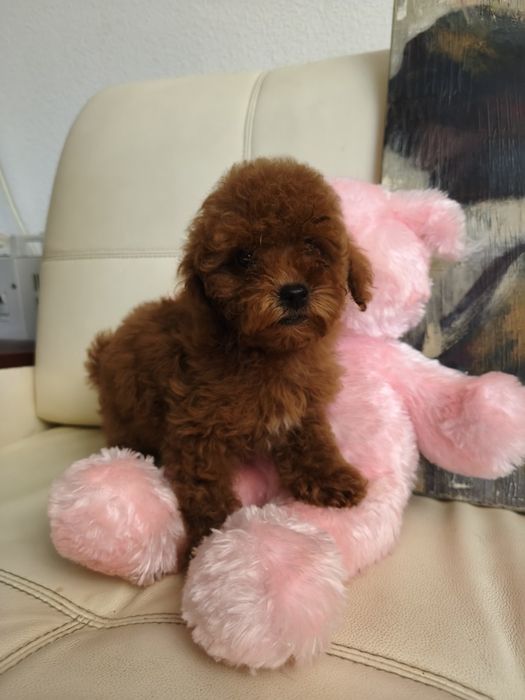 Пудель мини пудель той пудель КСУ пудель Китай