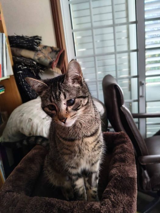 Gatinha com 1 aninho para adopção