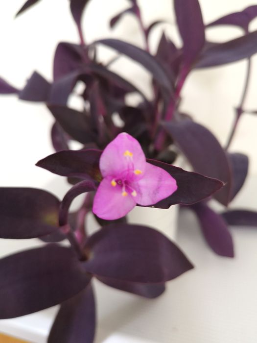 Trzykrotka purpurowa