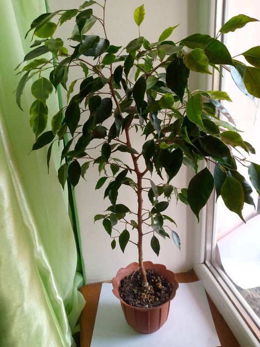 Фікус кімнатний Анастасія