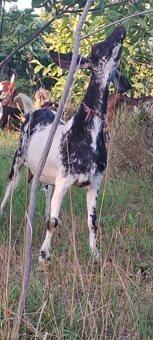 Продам дойную козу