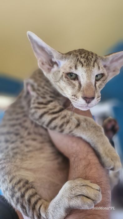 Kocięta Peterbald orientalny
