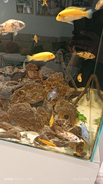 Akwarium 250l kostka oświetlenie LED sump malawi