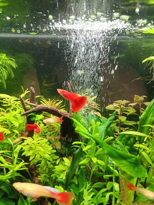 Gupik Full Red Albino (PARKA)