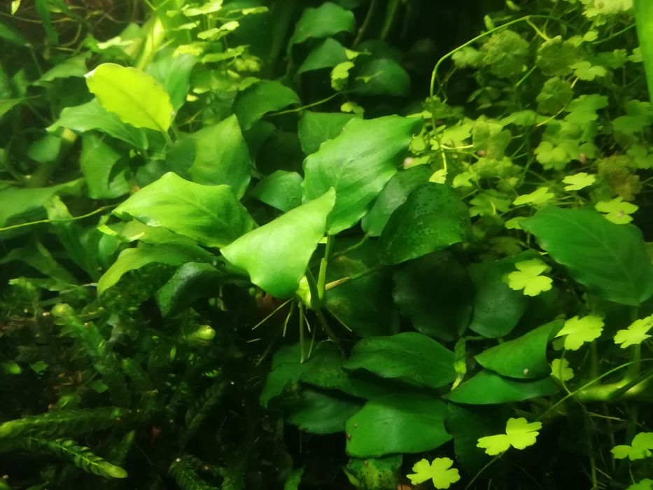 Roślina akwariowa Anubias, anubiasy