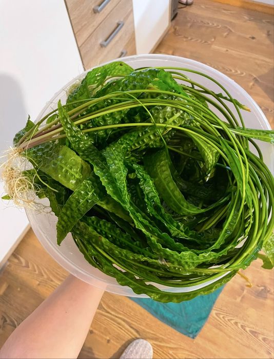 Kryptokoryna karbowana