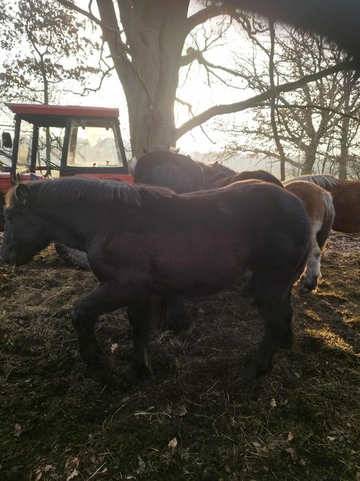 Sprzedam źrebaki i klacze