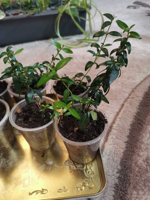 Рослина кімнатна мірт