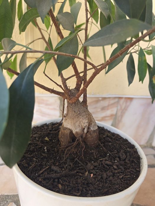 Ficus Microcarpa Ginseng