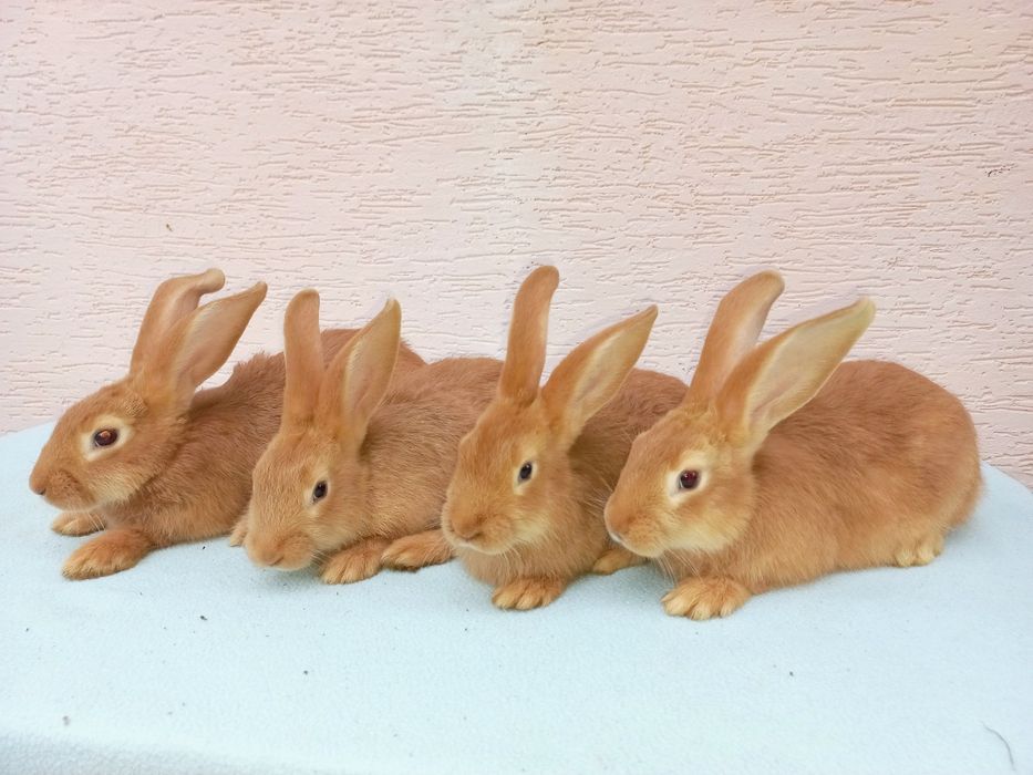 Продам кроликів бургундського породи