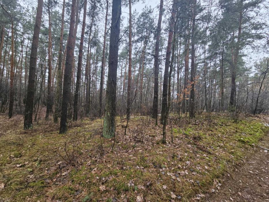 Sprzedam las i grunty calość 3,16ha