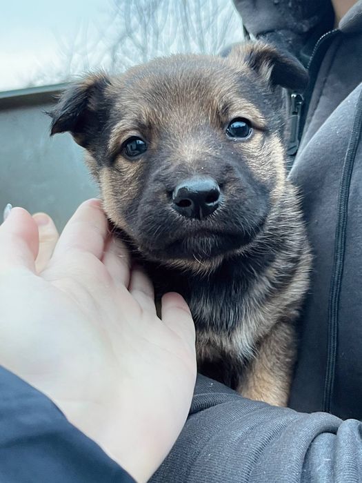 Тварини собаки в добрі руки