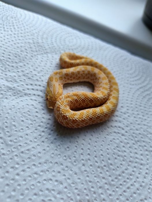 Samczyk heterodon albino