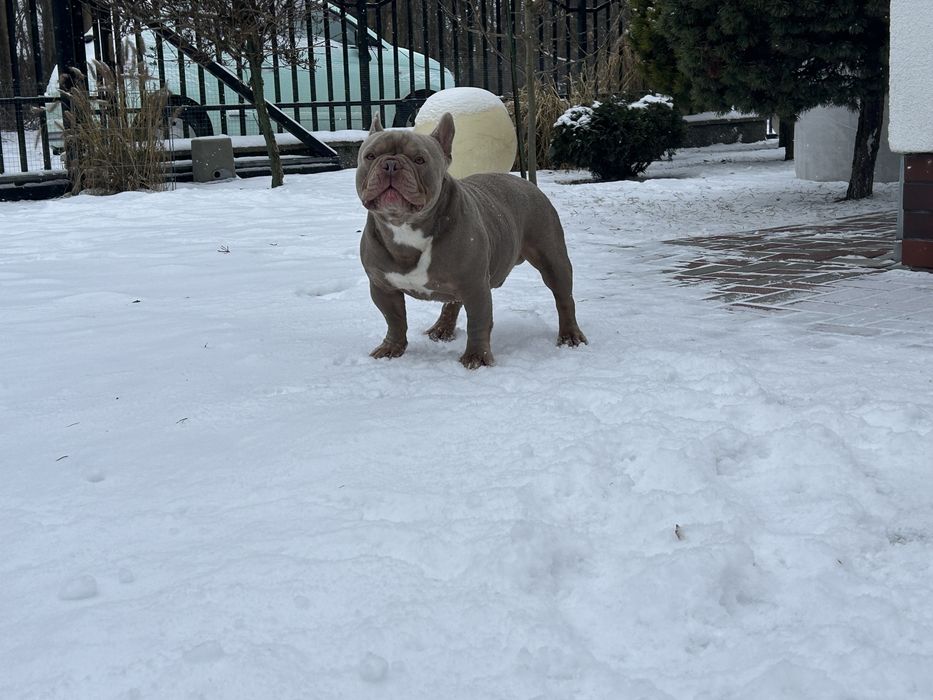 Suczka Buldog Francuski urocza .