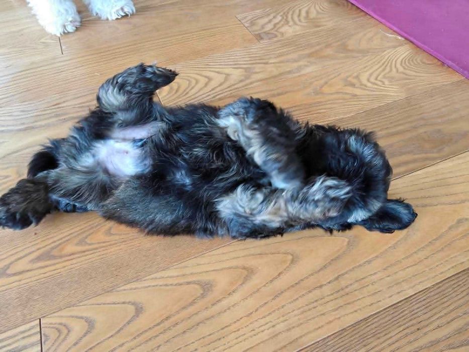 Pieski Shih tzu z rodowodem