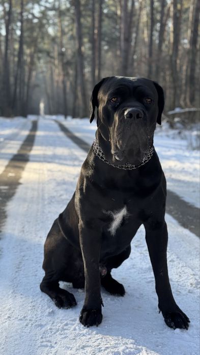 Кабель Кане-корсо вʼязка