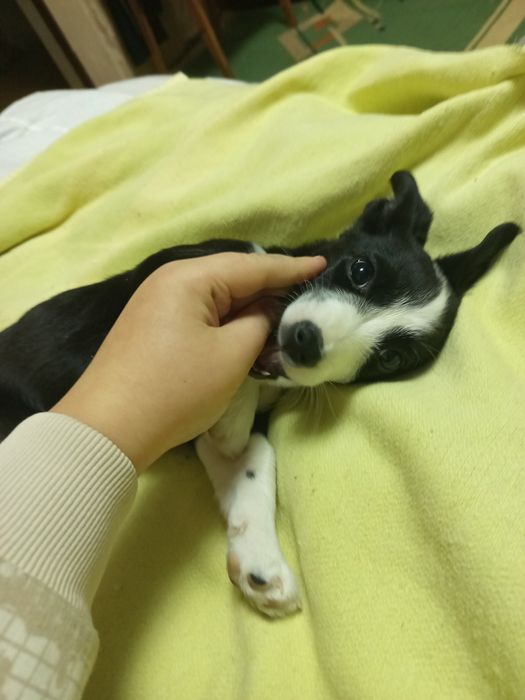 Щенок, Джека расела