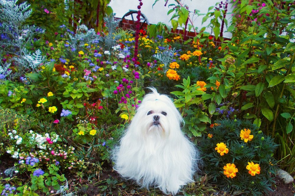 Maltanczyk Pies z rodowodem  ZHPR