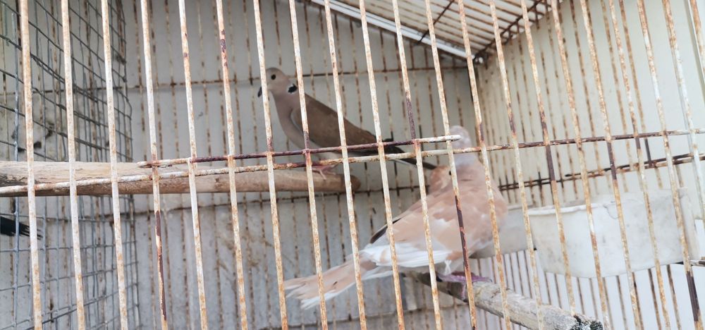 Vendo rolas de vários cores