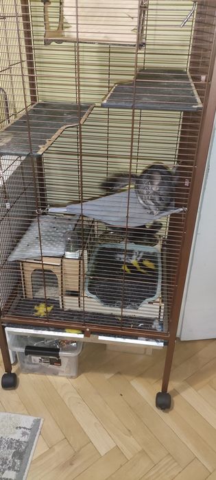 Oddam dwa szynszyle płci męskiej