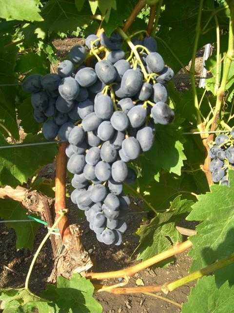 Winogron! Sadzonki winogron odmiany Bezpestkowe 100cm!2 i 3 letnie!eko