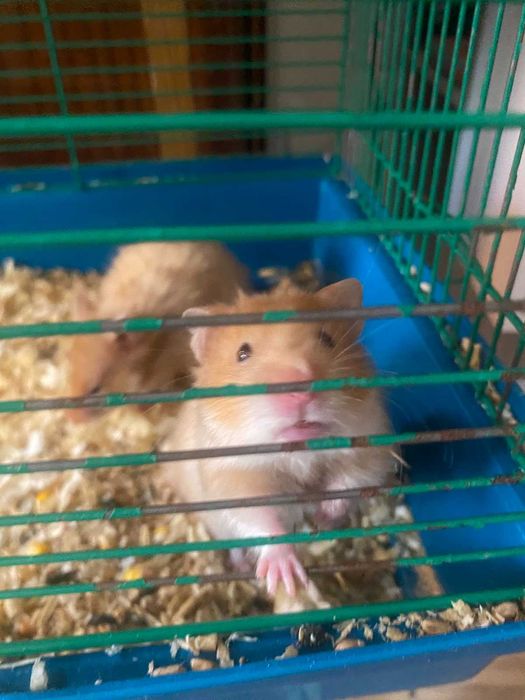 Продам хом'ячків