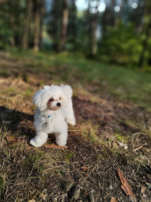 Вʼязка мальтезе , болонка, шукаємо дівчинку.