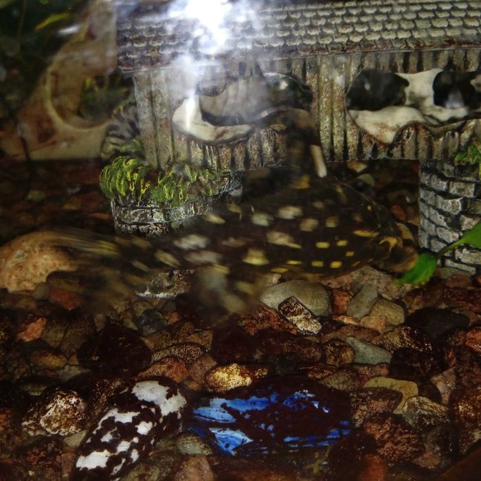 Сом Агамікс білоплямтистий