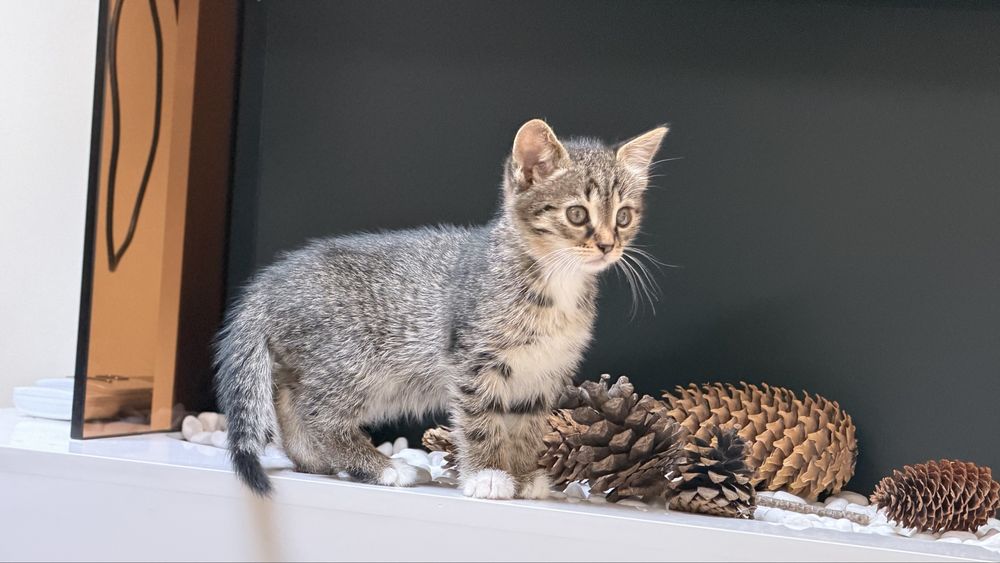 Кошеня. Дівчинка. Відамо в дбайливу родину
