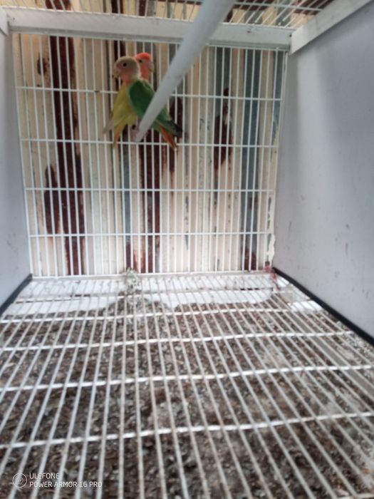 Vendo agaponis e canários