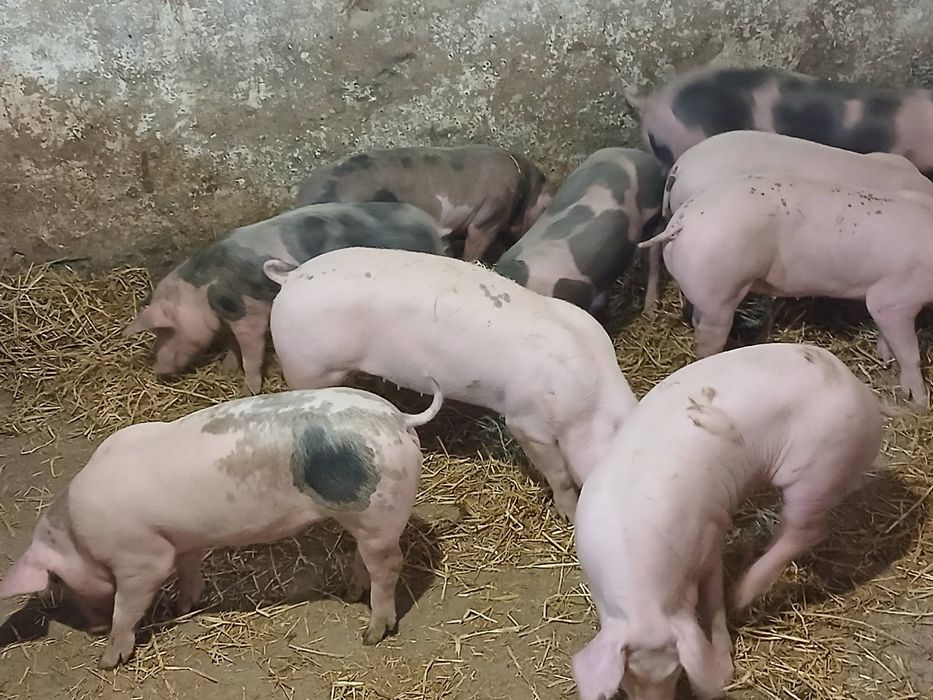 продам поросята м'ясного напрямку