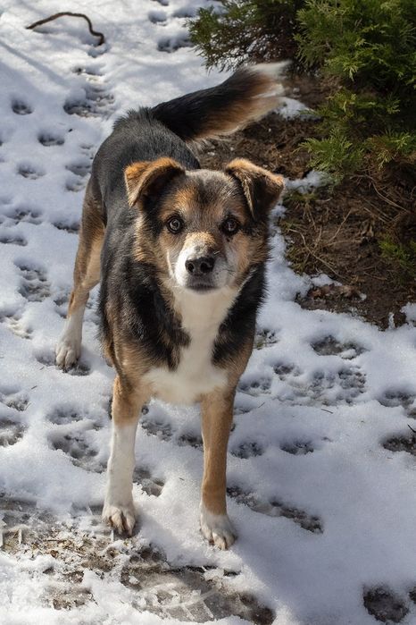 Piesek około osiem lat