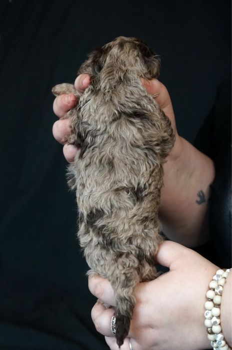 Різнобарвні Той Пулеля та Кавалер Кінг Чарльз