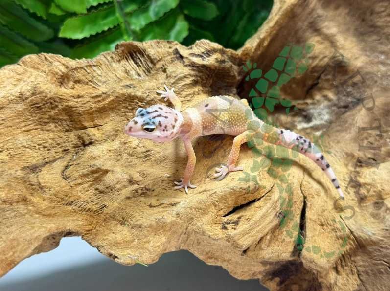 Gekon lamparci gekony lamparcie Świebodzin