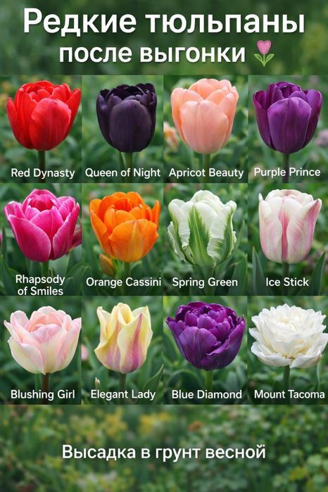 Цибулини тюльпанів після вигонки