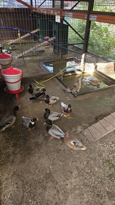 Kaczki ozdobne Call ducki i szmaragdowe