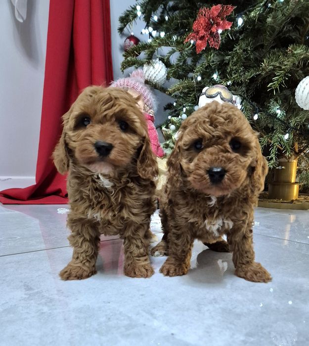 Cavapoo F1B hybryda ras Sunia