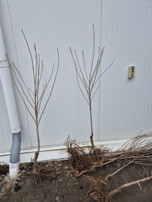 Wiśnia Łutówka Nefris