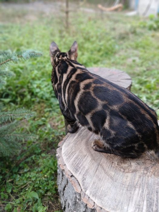 Шоу класс бенгал 4,5 мес