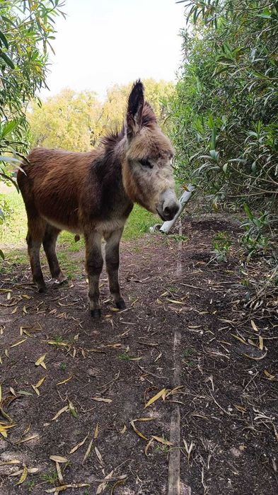 Burro manso, macho