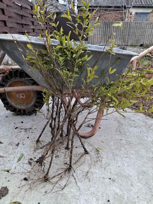 Саджанці інжир і гранату