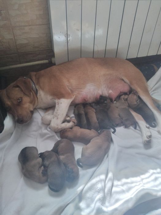 Продам щенков метис питбуль недорого