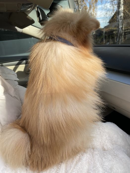 Міні-принци Померанські шпіци чекають на свої сімї