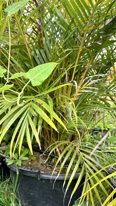 PALMEIRA-ARECA *Dypsis lutescens*