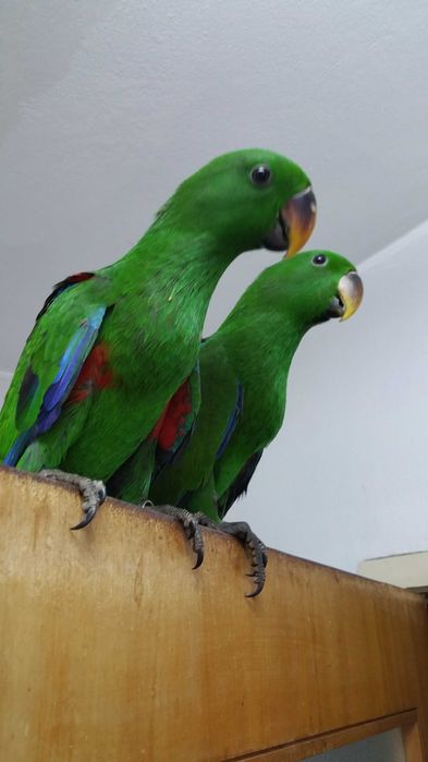 Papagaios Ecletus Roratus