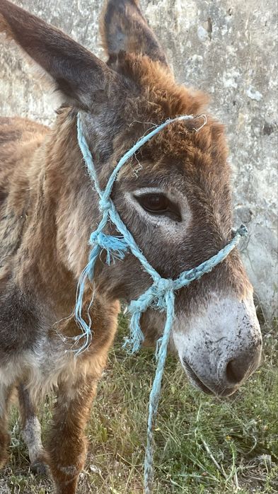 Vende se Burros 8 meses cada