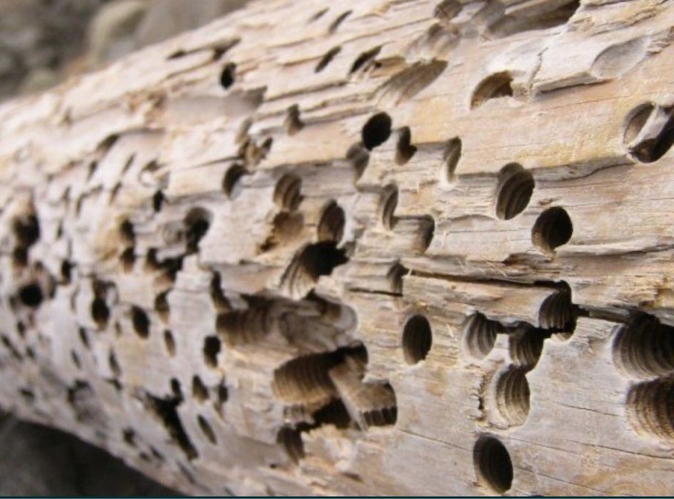 Пристрій для знищення шашелю, короїду з деревини з стійкою.