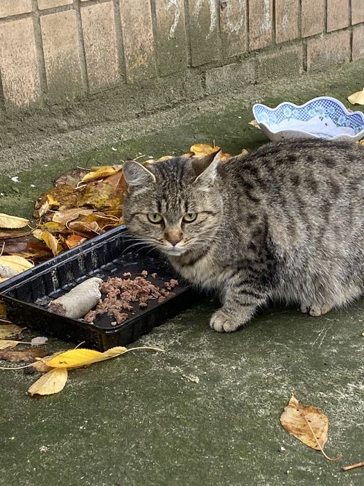 Василіска шукає родину