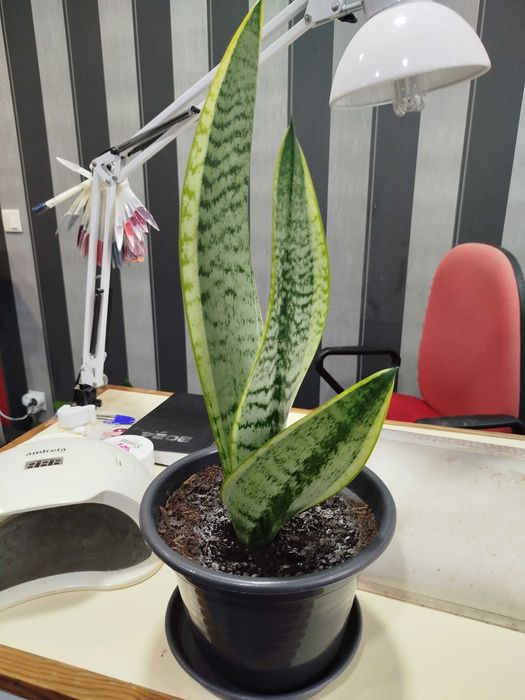 Espada de são Gorge