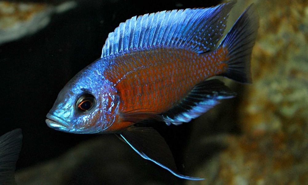 Pyszczak Borleya - Copadichromis borleyi - dowozimy, wysyłamy